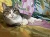 Кошечка Лапа, милое создание очень хочет вернуться домой!