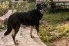 Чудесная малышка ждет своего человека!