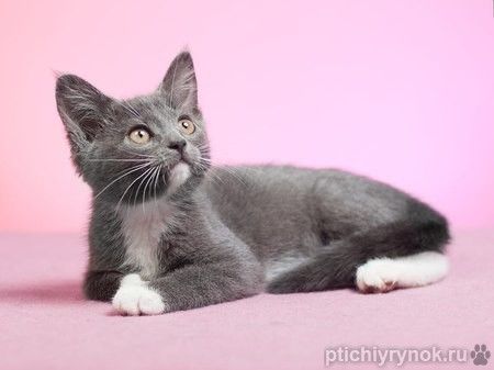 Зося - котенок девочка в добрые руки!