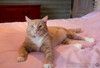 Крупный рыжий кот Сэр Персиваль в добрые руки