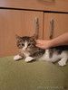 Котенок Мася в добрые руки!