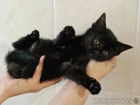 Ищет дом котеночек Ночка.