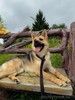 Нежная, дружелюбная Айна в добрые руки!