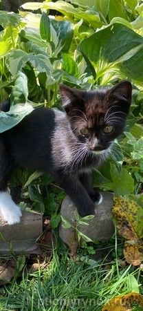 Электровеник- черно-белый котенок.