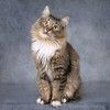 Ласковый пушистый кот Джек Воробей 