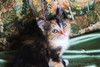 Котенок девочка трехцветная Розочка ищет дом