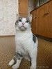 Молодой зеленоглазый  кот Федя в добрые руки!