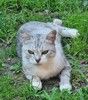 Британская серебристая шиншилла Белка в добрые руки