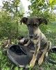Два очаровательных дворянина и их мама ищут дом