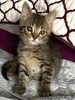 Особенный котёнок Гномик в самые добрые руки