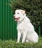 Белоснежный лохматый пёс Снежок в дар
