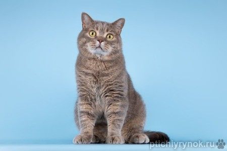 Котик Помпон ищет свою семью