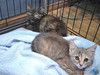 Ласковая крошка-котенок Тучка в добрые руки