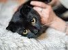 Роскошный черный котик-подросток Марио, метис шотландской вислоухой ищет дом