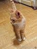 Котик-подросток Василий ищет дом 