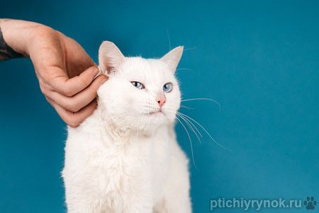 Белый синеглазый кот Топаз в добрые руки