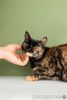 Крупная черепаховая кошка Фаня-Нафаня на счастье