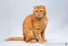 Рыжая шотландская вислоухая кошка Манго в добрые руки