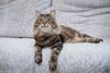 Воспитанный и нежный котик Дон Пирожон в дар