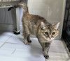 Очень ласковая кошка Мася с диабетом в добрые руки