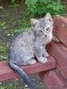 Котята Шурик, Мия и Валентин ищут дом.