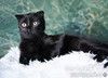 Роскошный черный котик-подросток Марио, метис шотландской вислоухой ищет дом