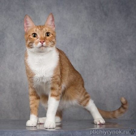 Рыжий красавец котенок-подросток Риччи 