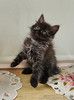 Ласковый, игривый котёнок в добрые руки