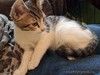 Котята в дар: луна и солнышко