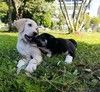 Ищут дом и верного друга: Берта и Бруно! 
