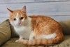 Персиковый красавец Метти, молодой домашний котик в добрые руки