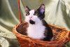 Котенок черно-белый мальчик ищет дом.