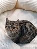 Ищут дом 2 чудесных котенка.