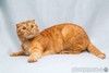 Рыжая шотландская вислоухая кошка Манго в добрые руки