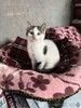 Мама-кошка с котенком-девочкой в добрые руки