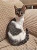 Темочка котик-подросток, в которого легко влюбиться с первого взгляда