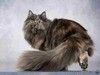 Нежная ласковая кошечка Эша