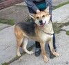 Собаке Мяте очень нужен свой человек, она очень грустит без хозяина!