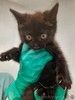 Котята Шурик, Мия и Валентин ищут дом.