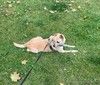 Срочно! Тея ищет семью, где сможет стать любимой собакой, а не «вещью» в кладовке! 