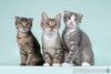 Вислоухие котята в добрые руки