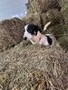 Ищут дом подросшие щенки.