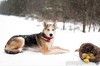 Хаски с глазами небесного цвета по имени Корси в добрые руки