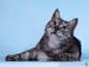 Кошечка Яся – черная ласковая подружка