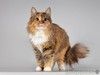 Нежная ласковая кошечка Фиона