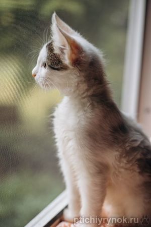 Котята Симба и Пуфик ищут дом!