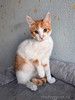 Тоша, маленький персиковый котенок, который ждёт своего человека