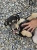 Щенок Кристи, 3 месяца, ищет дом
