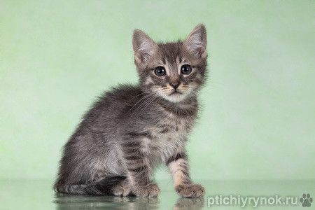 Котята-тигрята в поисках дома