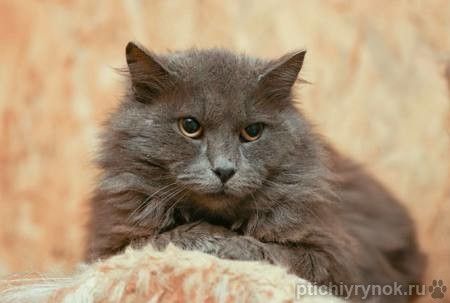 Кот Зефир ищет дом! 